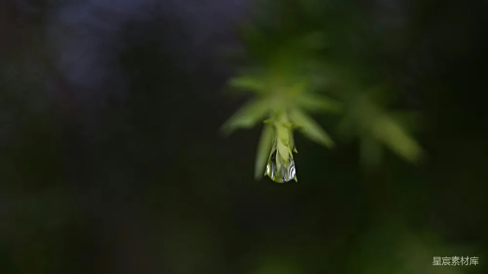 高清摄影 带水珠的绿色植物