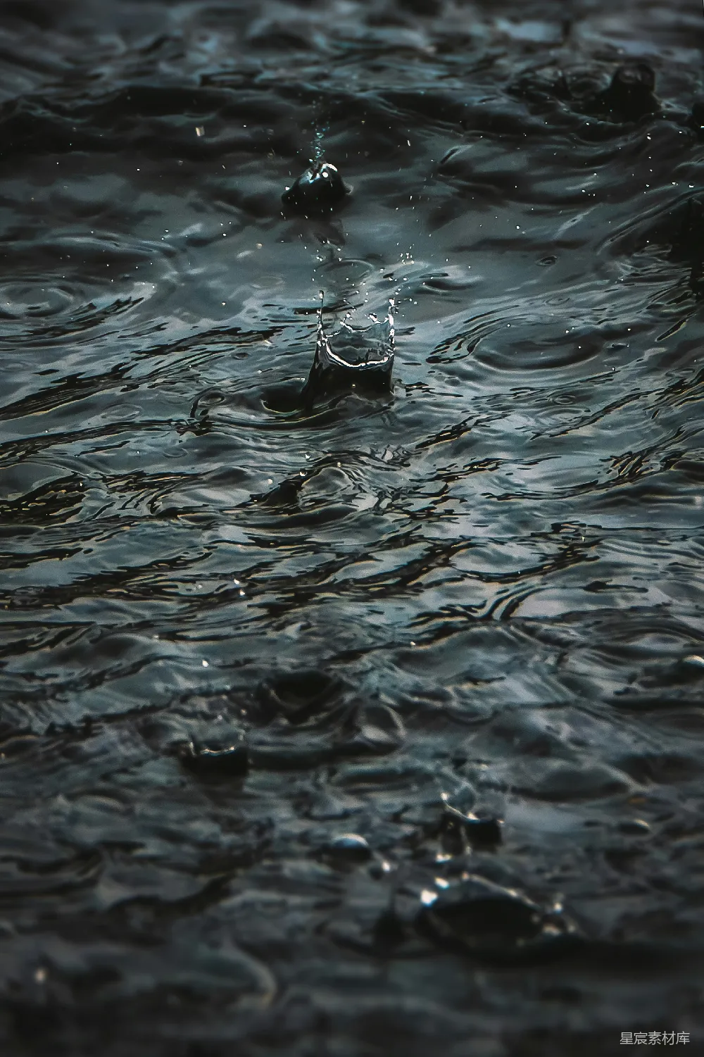 高清摄影 水中的鸟近距离特写
