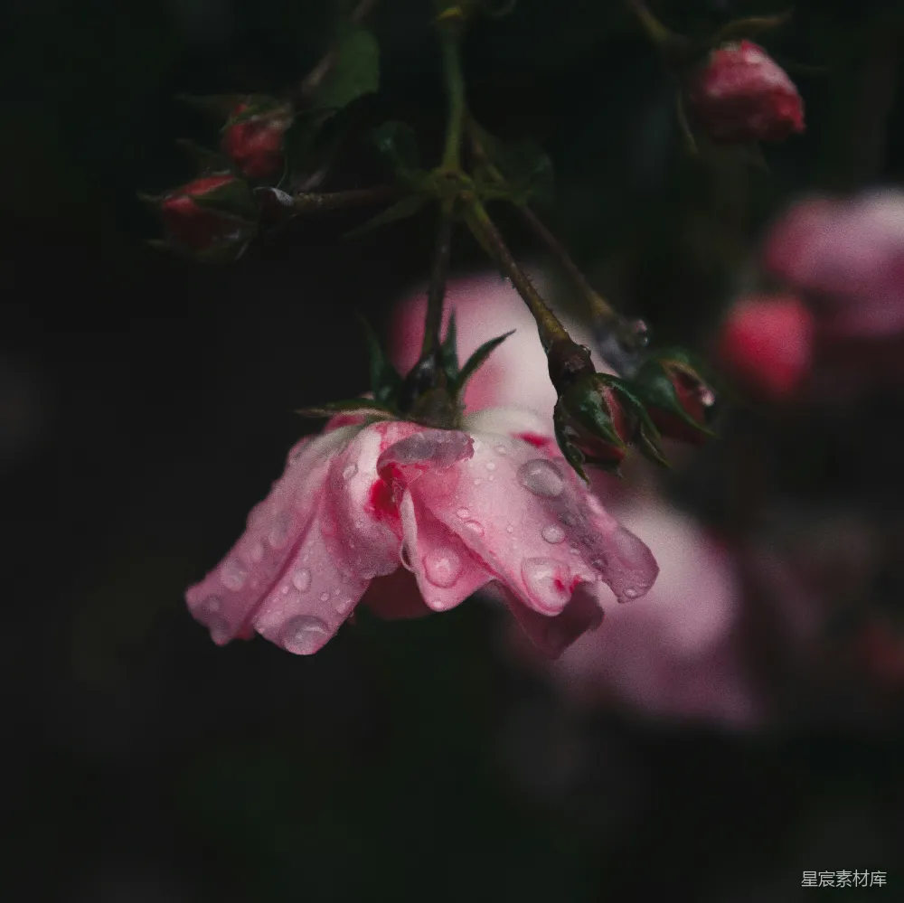 高清摄影 一朵带有水珠的粉红色花朵