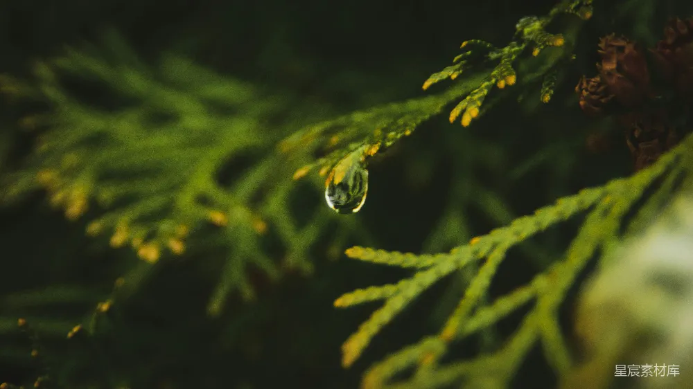 高清摄影 树梢上挂着一滴水珠