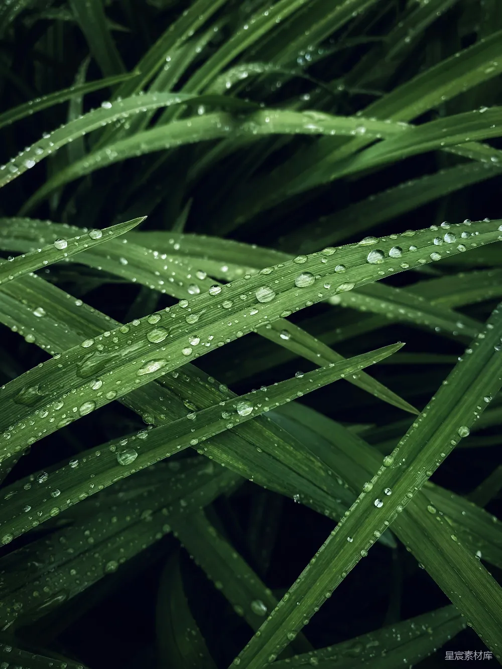 高清摄影 一株植物的特写镜头，上面有水珠。