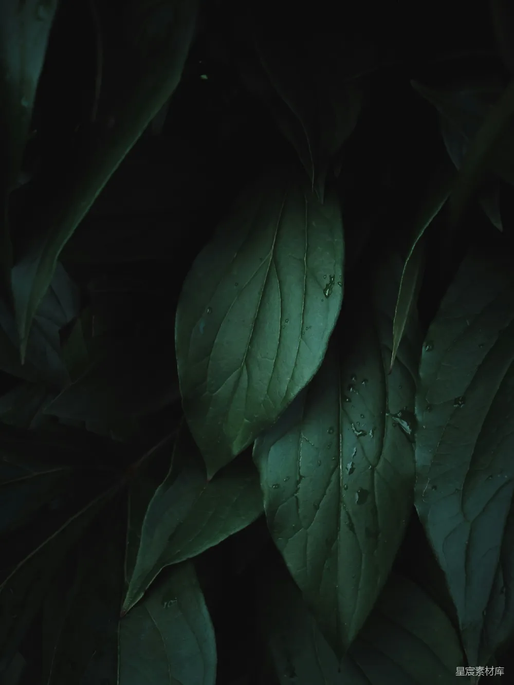 高清摄影 绿叶上有水珠