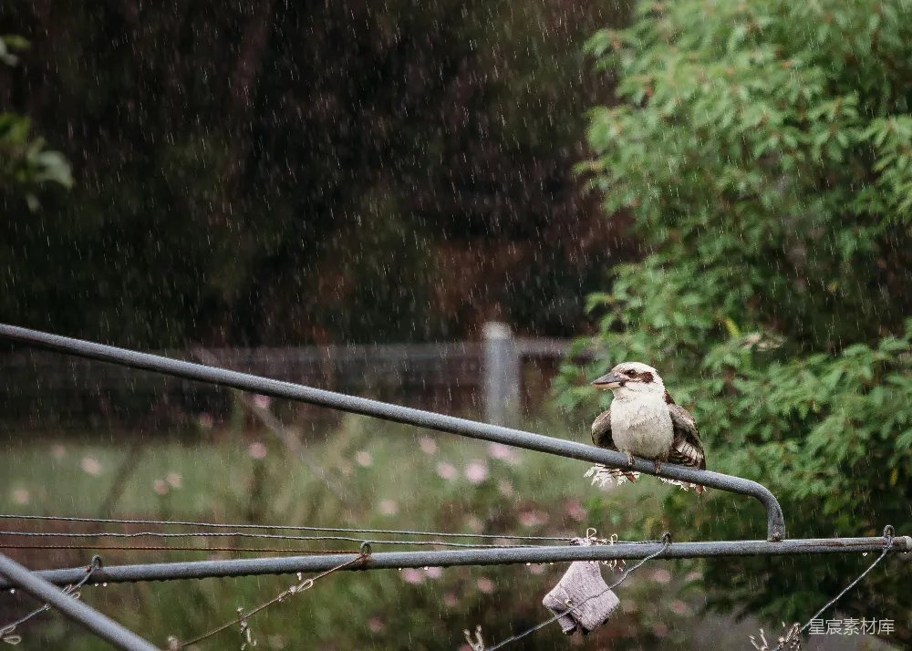 高清摄影 雨中一只鸟坐在电线杆上