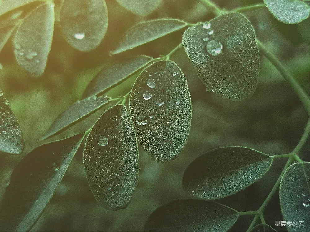 高清摄影 叶上的近景，叶面上有水珠。