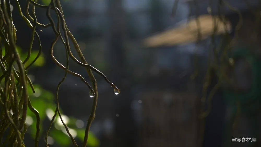 高清摄影 植物上的近景，挂着水珠