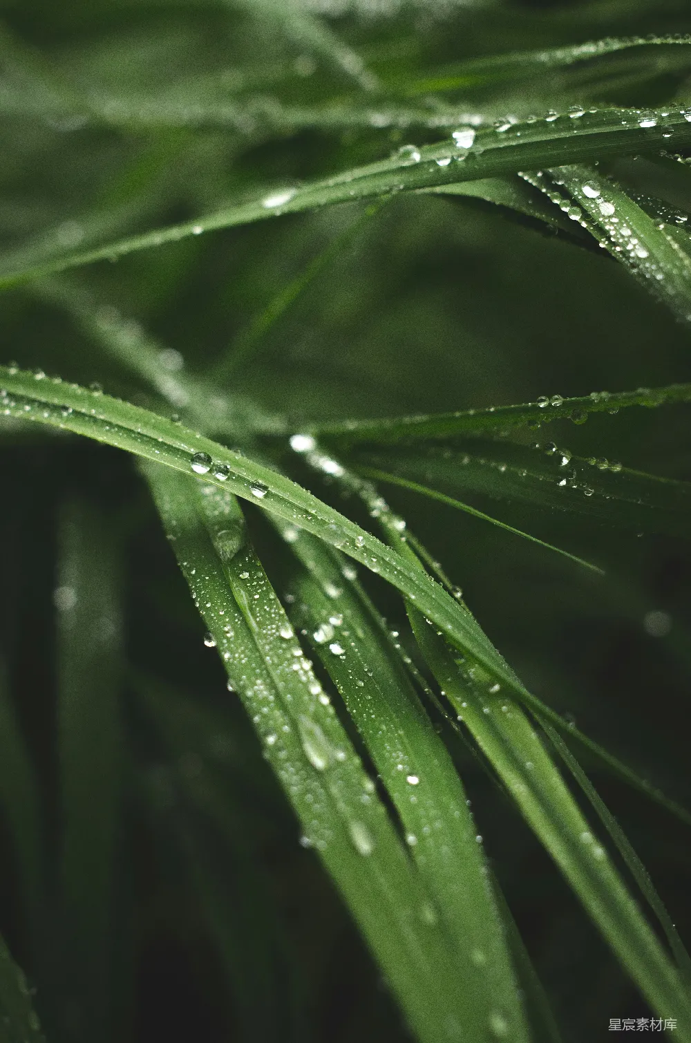 高清摄影 绿草上的露珠闪耀发光。