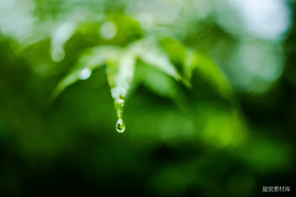 高清摄影 绿叶上一颗水珠的挂落