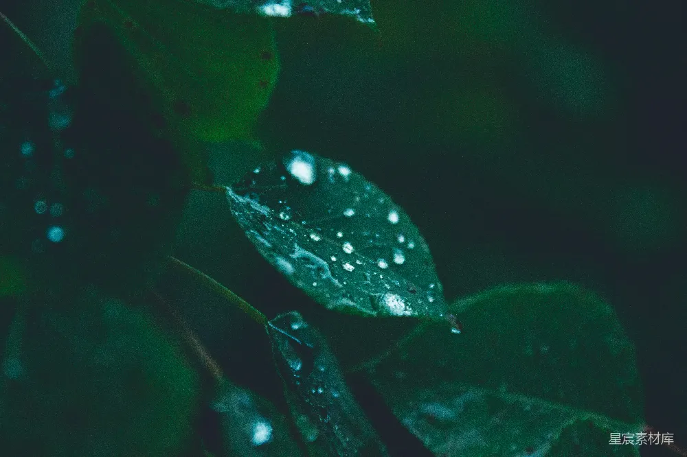 高清摄影 一片叶的特写镜头中，可以看到上面有水珠。