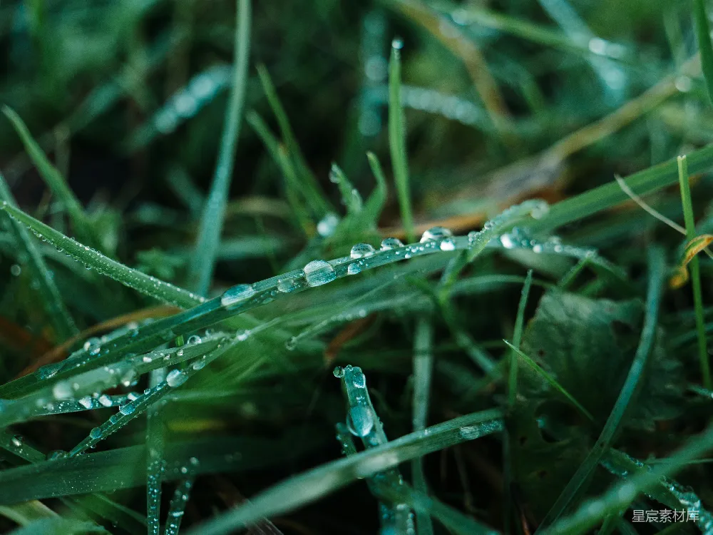 高清摄影 绿色草地上滚动的水滴