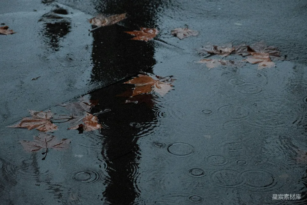 高清摄影 雨中湿地上散落的落叶