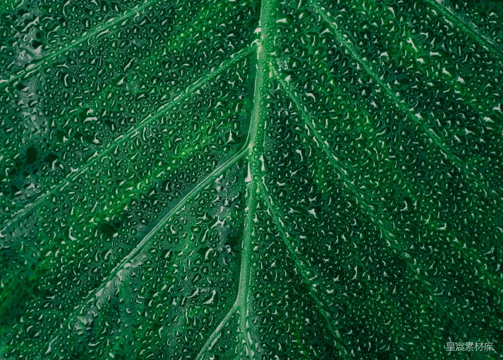 高清摄影 一片大绿叶上挂着几滴水珠