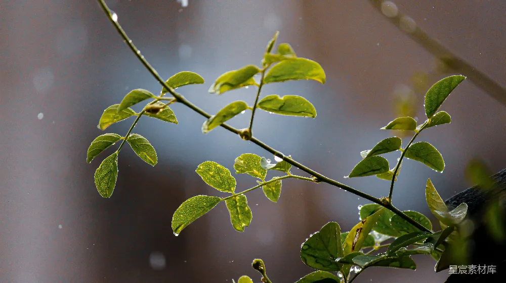 高清摄影 雨中的绿叶枝条