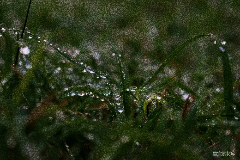 高清摄影 绿草上的水滴
