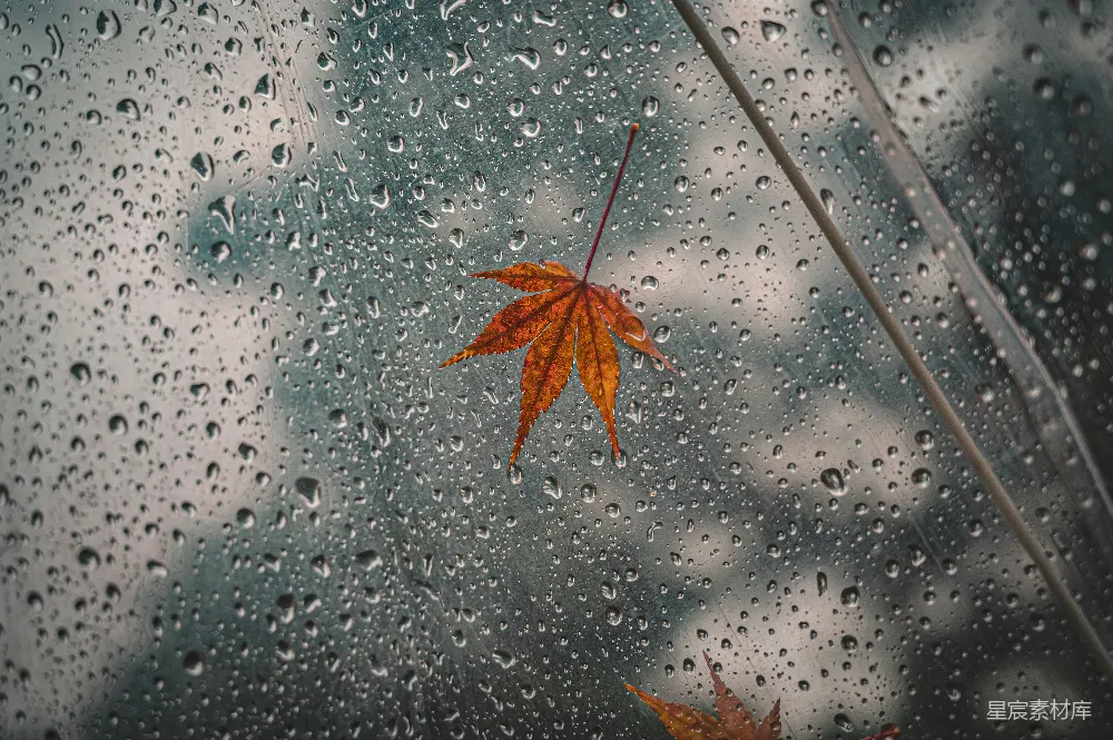 高清摄影 一片叶子坐在雨中的窗户上