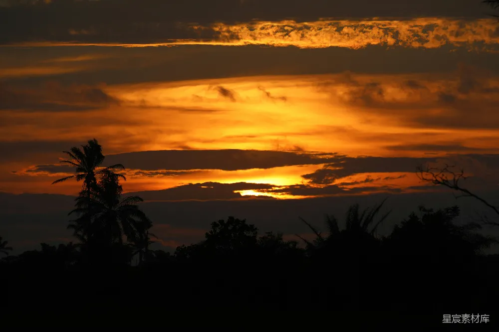 高清摄影  夕阳下树的轮廓影子