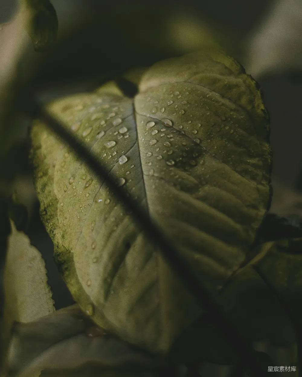 高清摄影 绿叶植物的特写照片