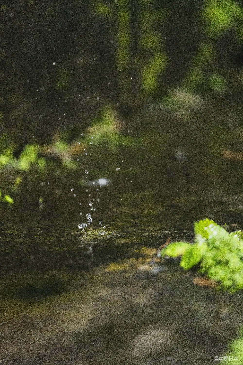 高清摄影 水滴落在一片潮湿的苔藓表面上。