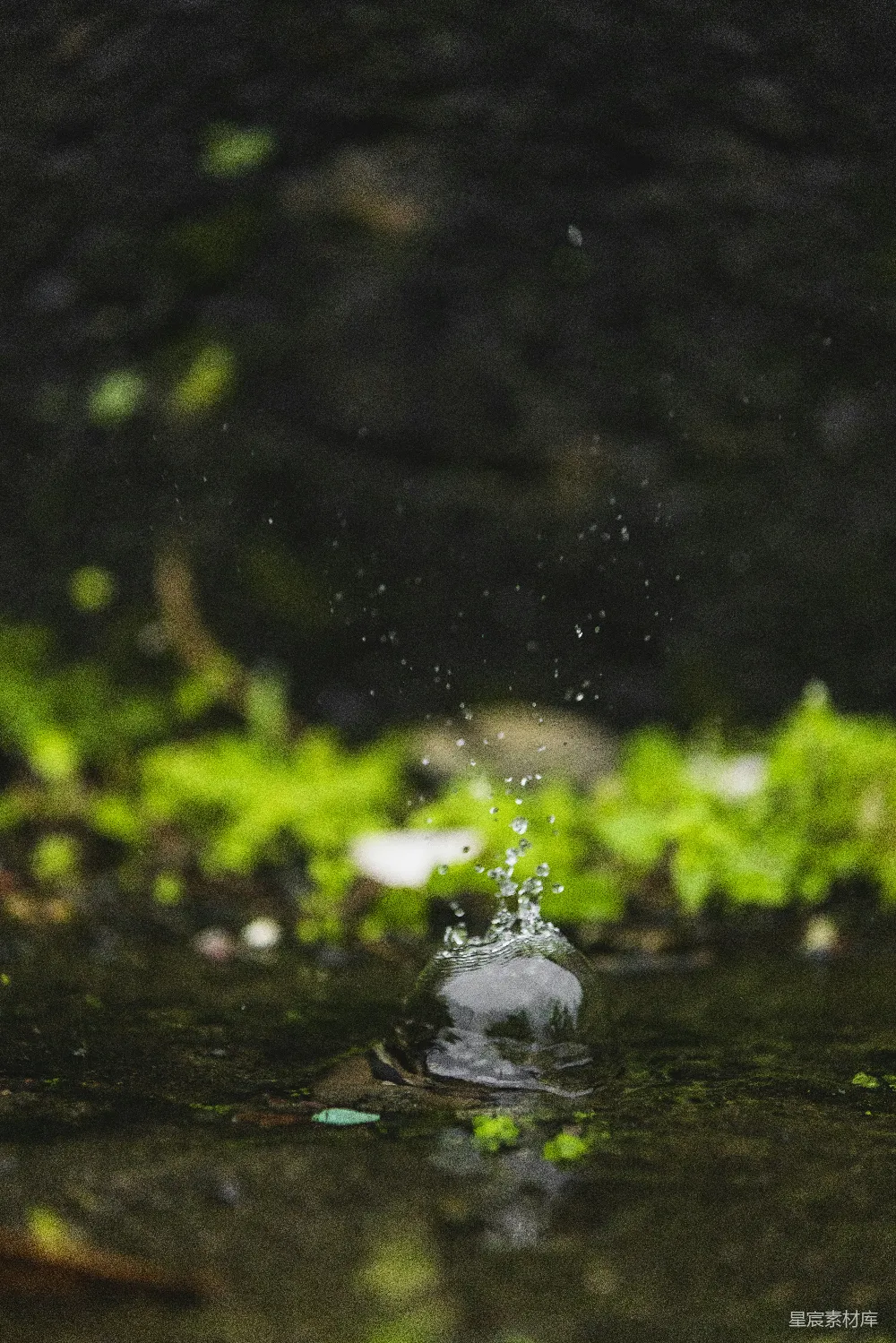 高清摄影 水滴落入池塘中的青苔上