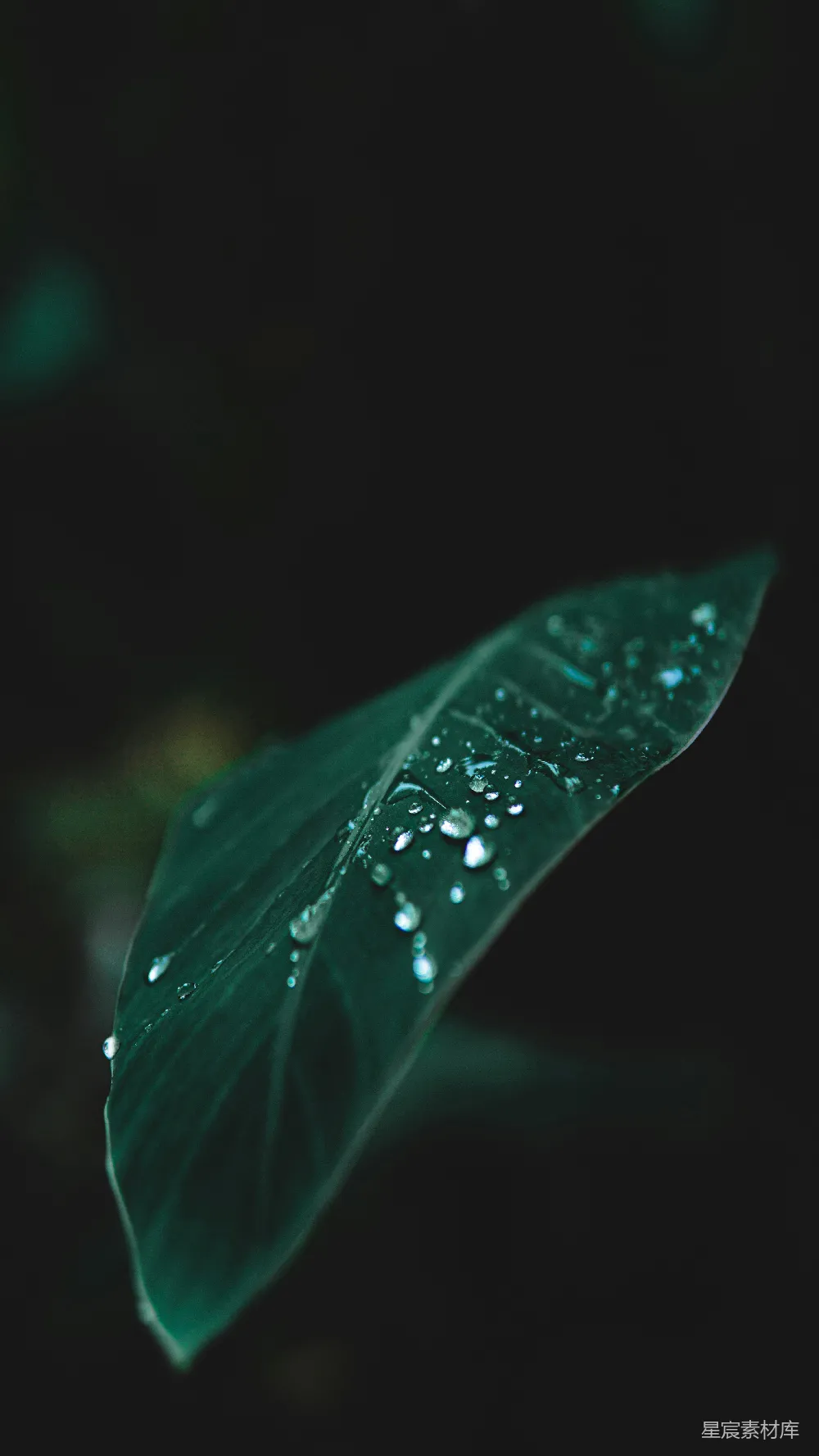 高清摄影 绿叶上的露珠