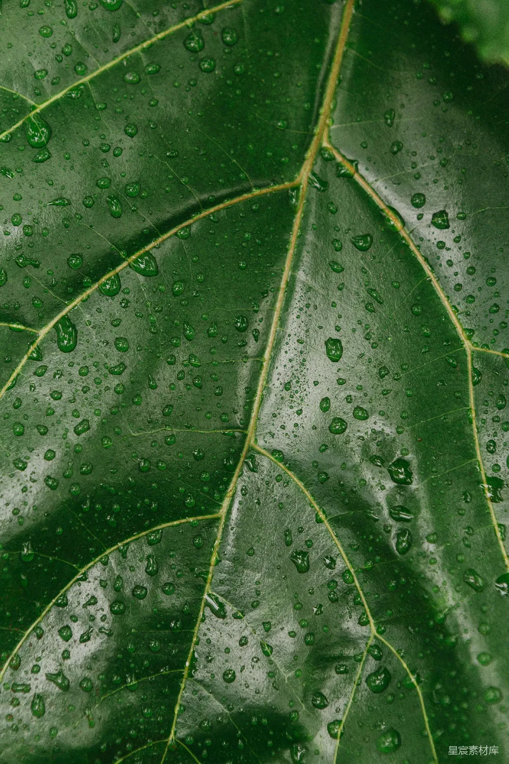 高清摄影 绿色植物