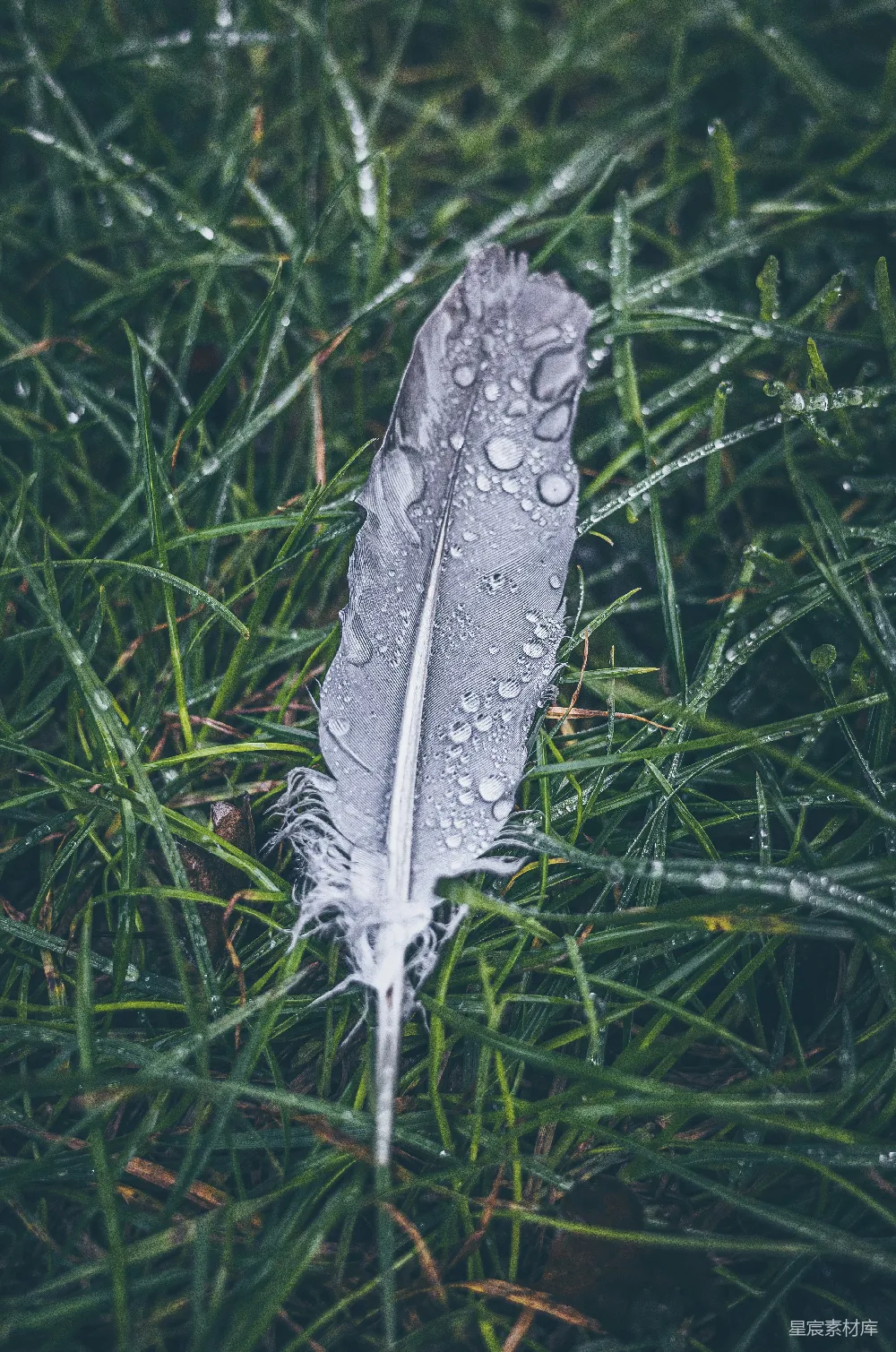 高清摄影 绿草上的白羽毛