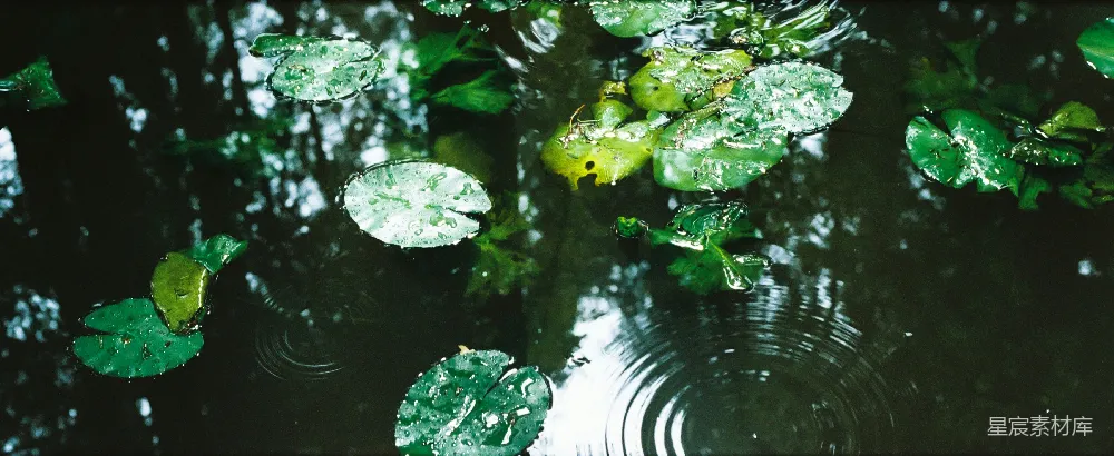 高清摄影 漂浮在暗水中的荷叶带着涟漪。