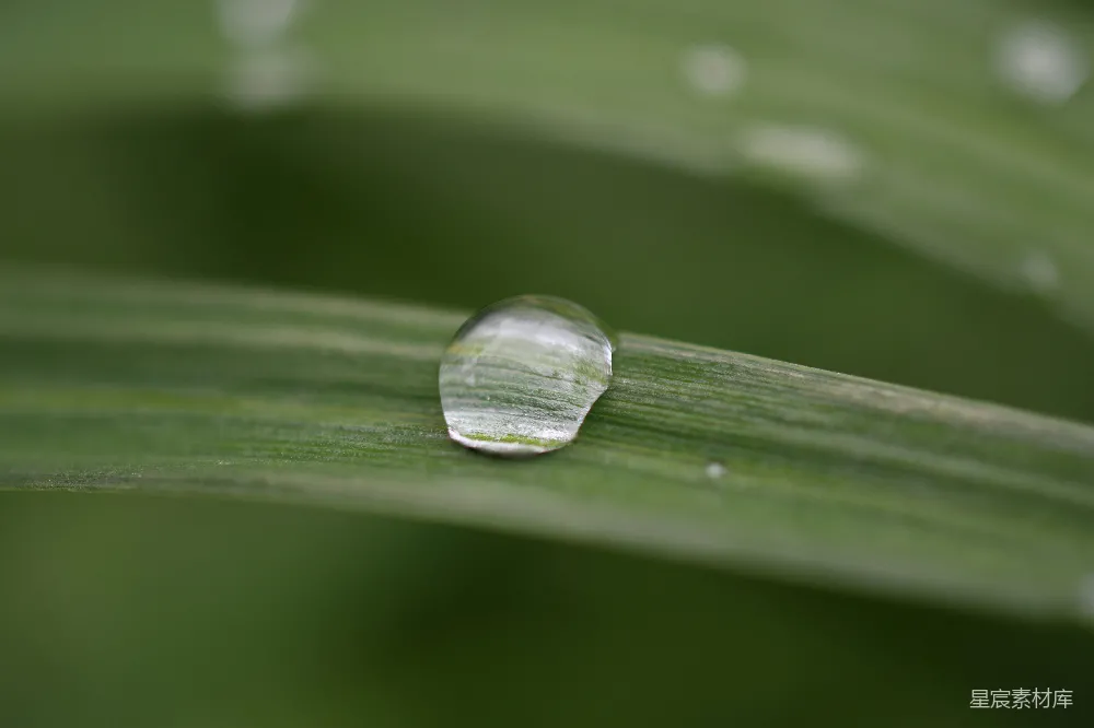 高清摄影 绿叶上的水珠