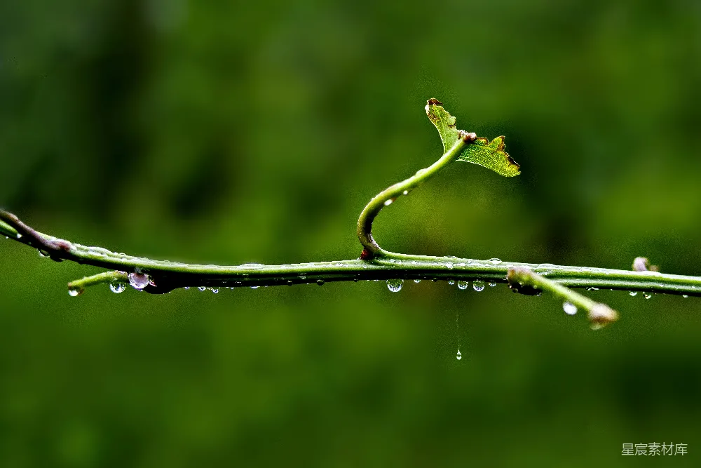高清摄影 一串悬挂着水滴的树枝