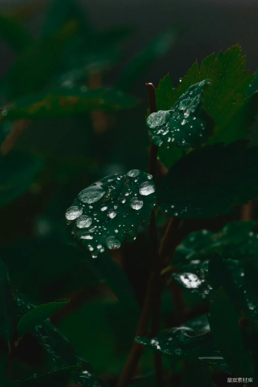 高清摄影 一片叶子上的近景，上面有水滴。