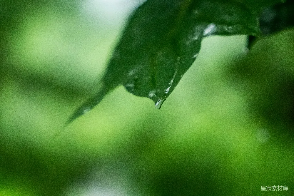 高清摄影 一片绿叶上有几滴水珠