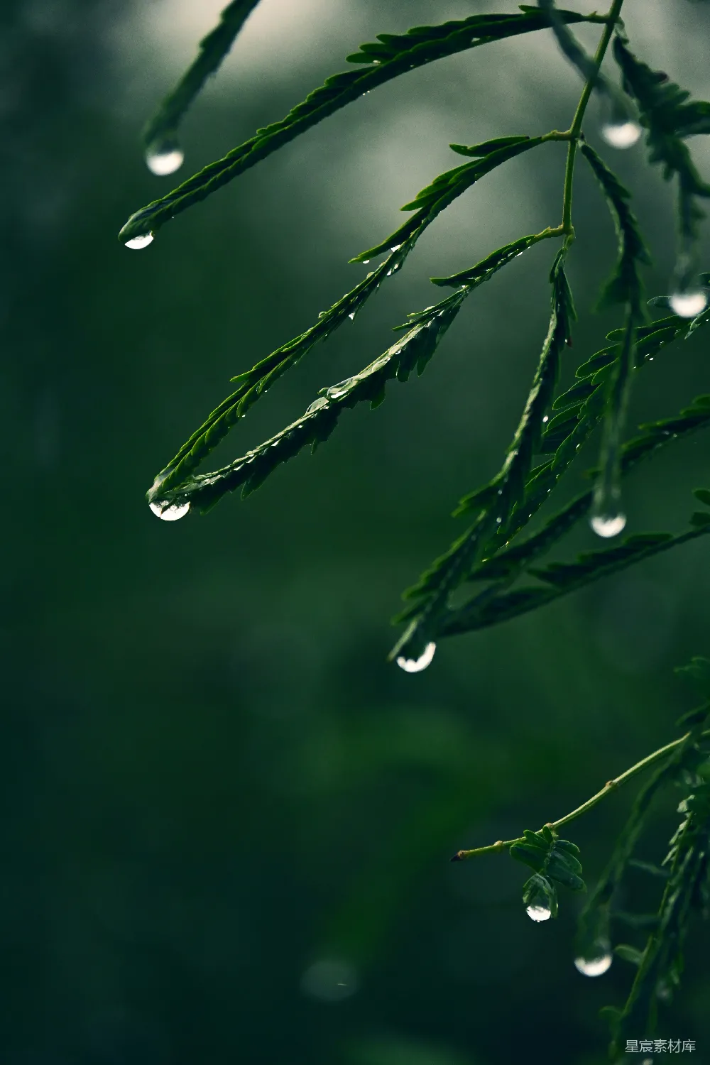 高清摄影 暗绿色叶子上滴答闪亮的雨珠。