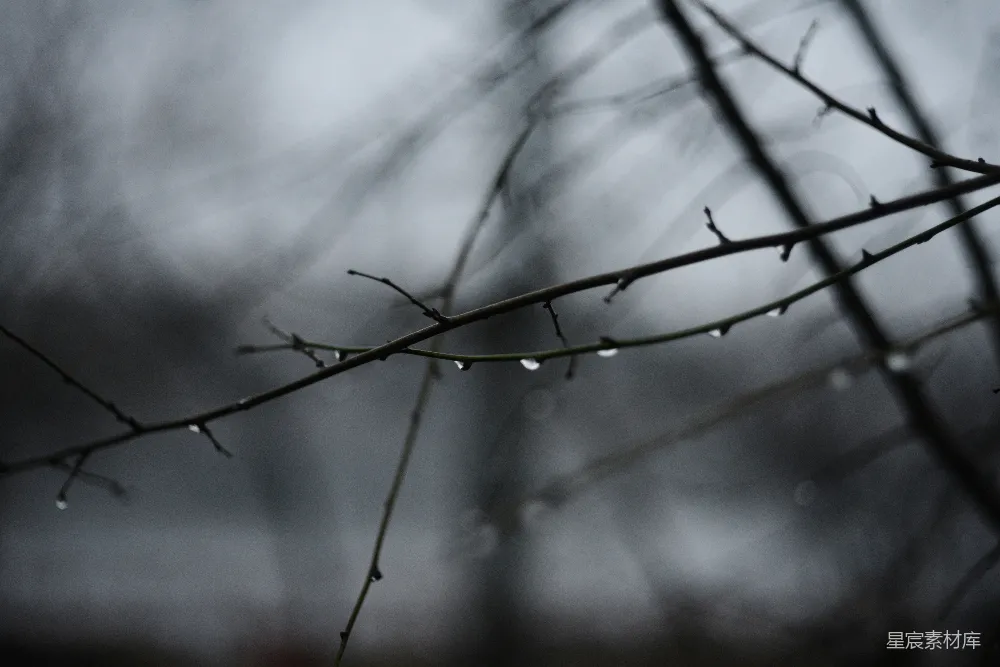 高清摄影 冬天裸树干上的雨滴