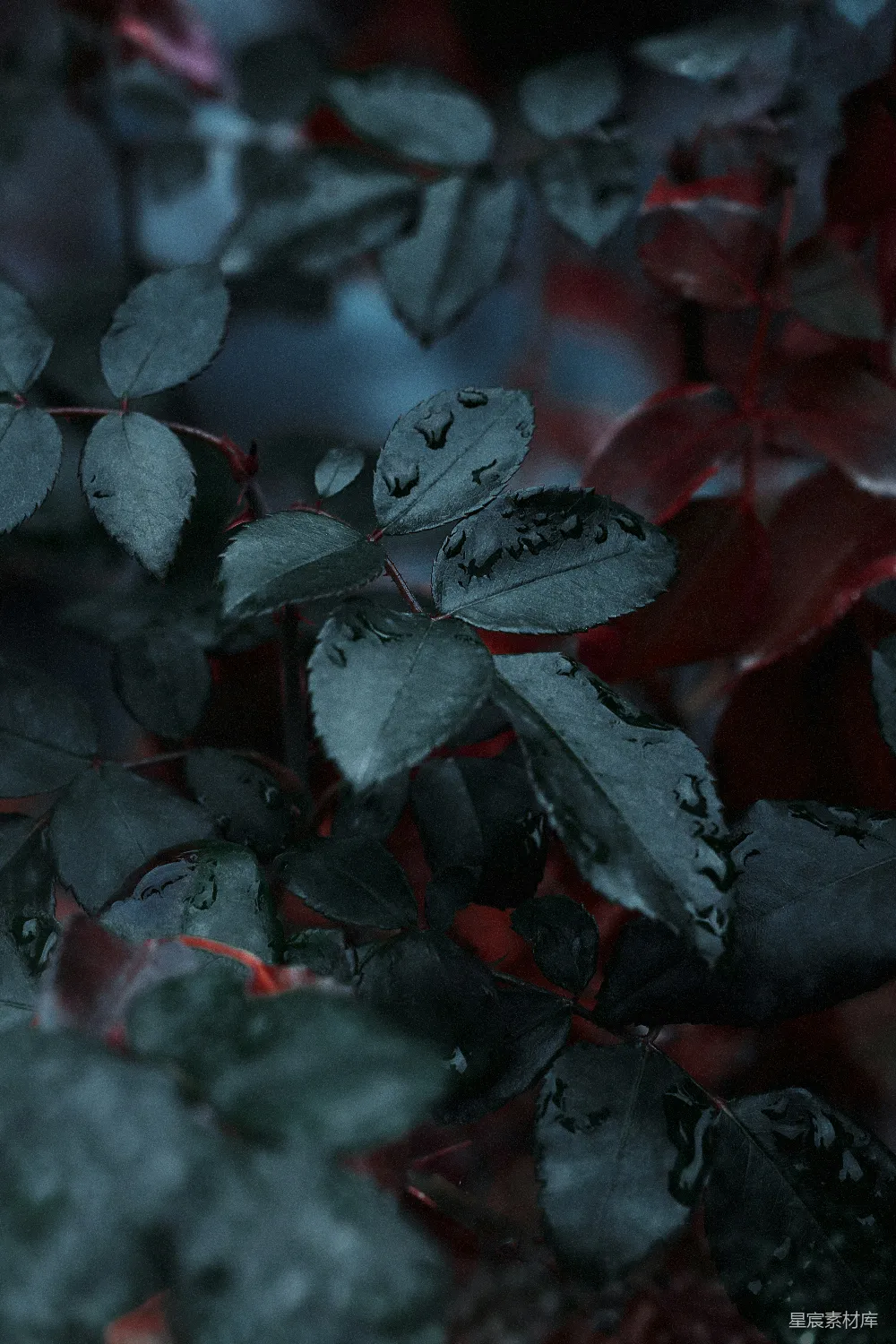 高清摄影 红绿叶植物
