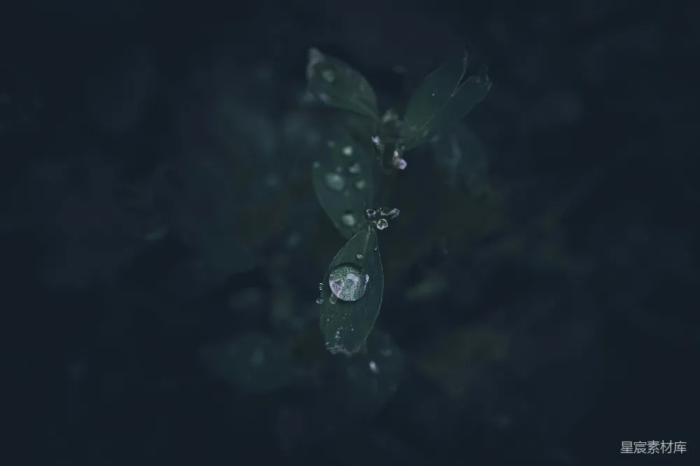 高清摄影 一片带着水珠的绿叶