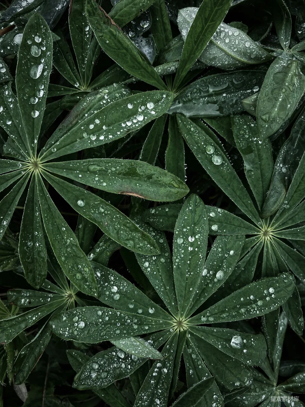 高清摄影 一些叶子的特写镜头