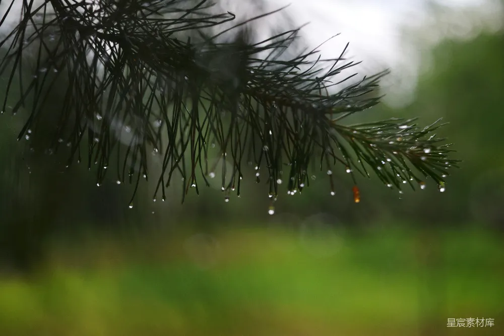 高清摄影 滴着雨珠的松针置于模糊的绿色背景之上。