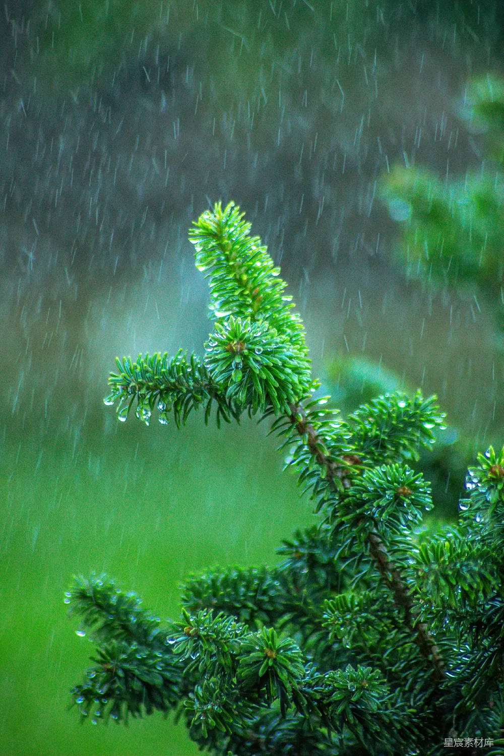 高清摄影 一棵树干的特写镜头，上面有雨drop
