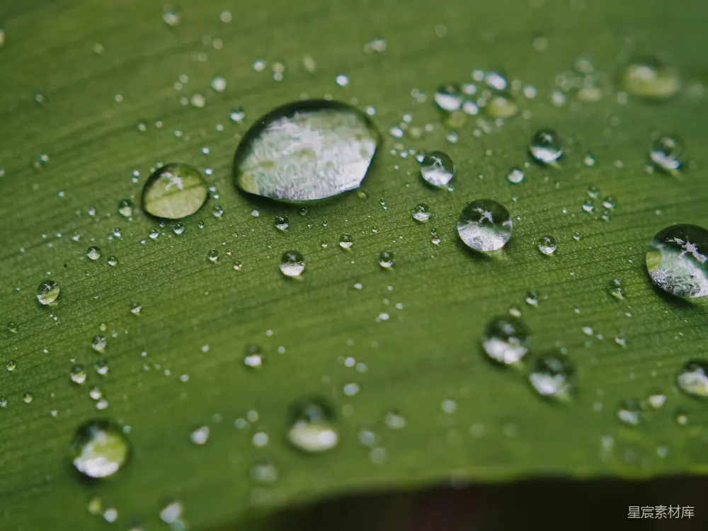 高清摄影 许多水珠在一片翠绿的叶片上闪烁。
