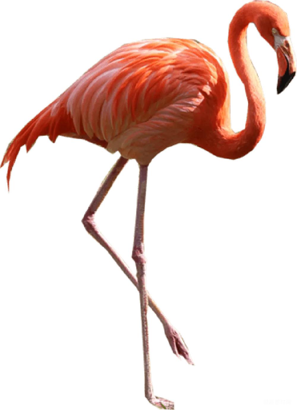 元素素材 元素 flaming鸥