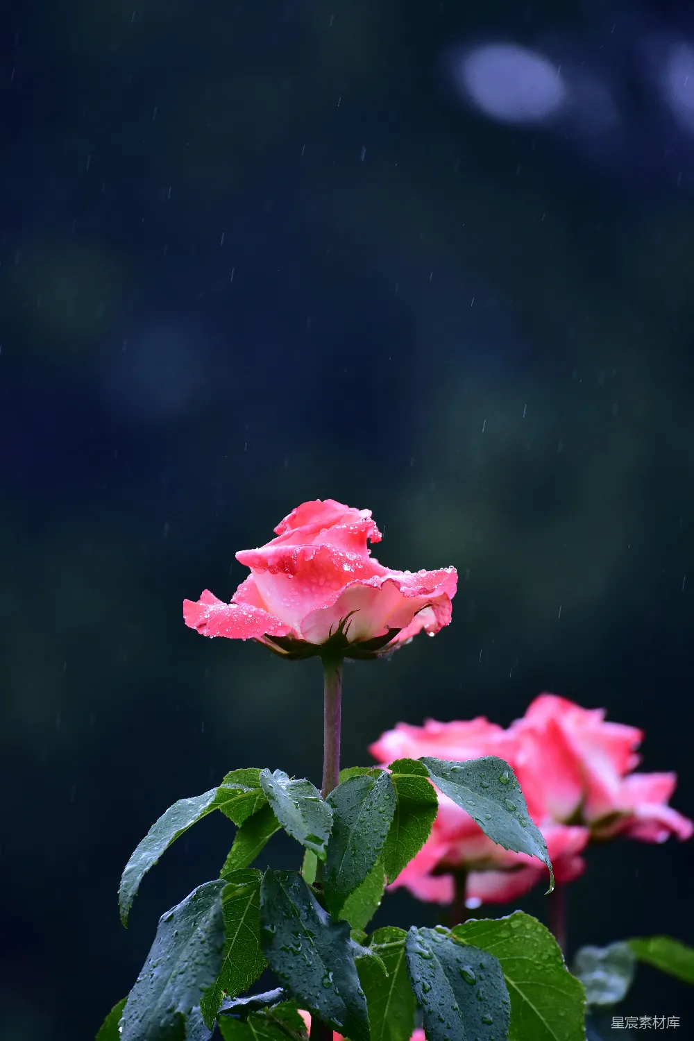高清摄影 雨滴紧贴着鲜艳的粉红色玫瑰，在暗背景上摇曳。