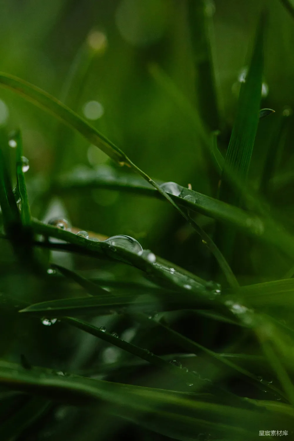 高清摄影 绿草上的水滴