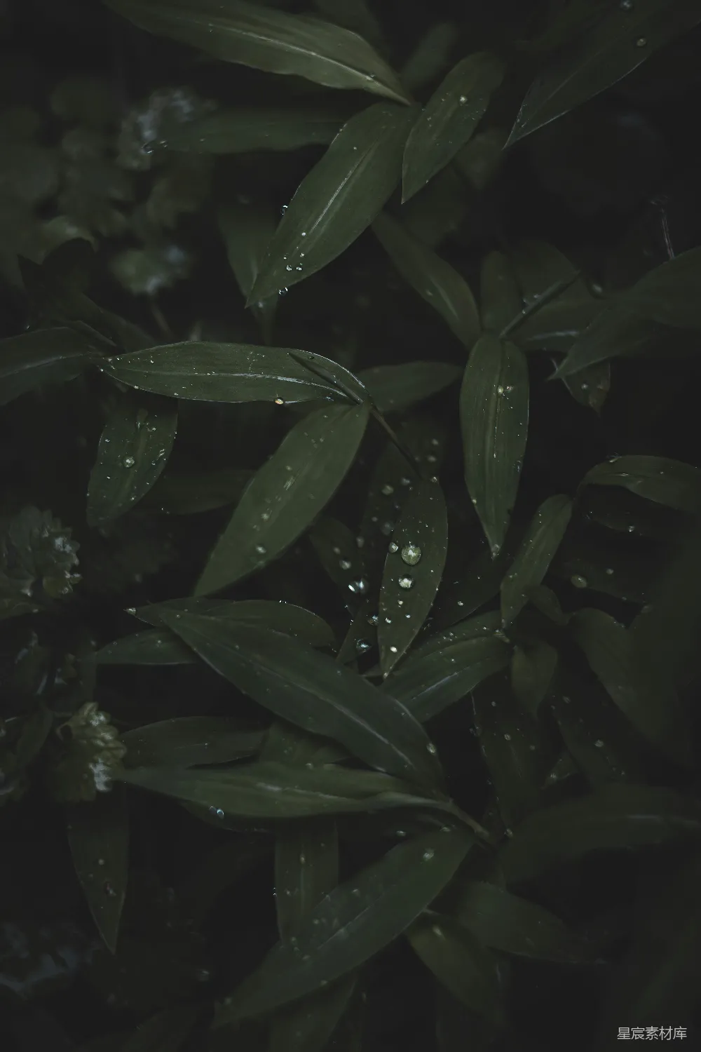 高清摄影 绿叶上闪烁着晶莹的水珠。