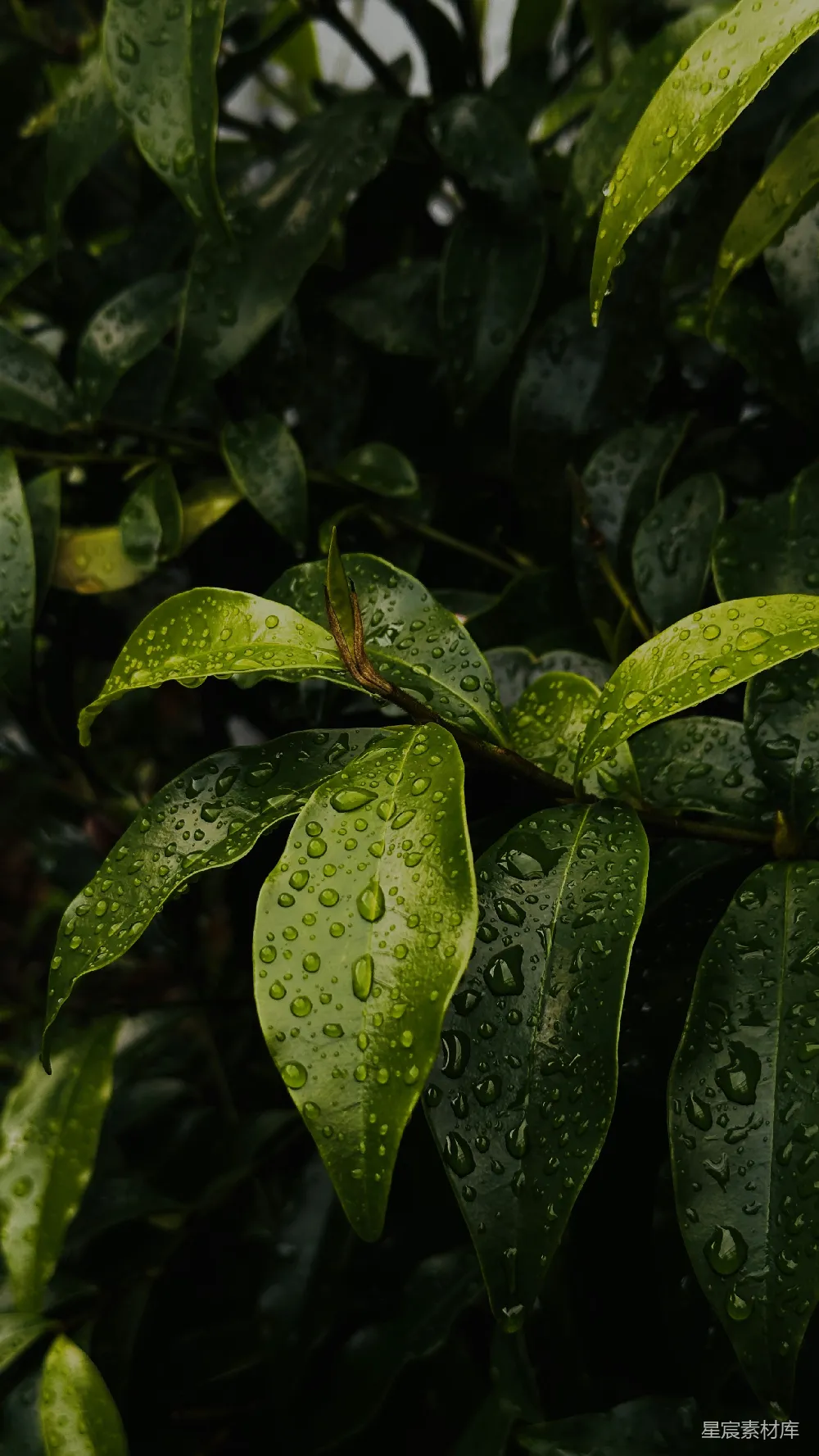 高清摄影 翠绿的叶子上闪烁着晶莹的雨滴。