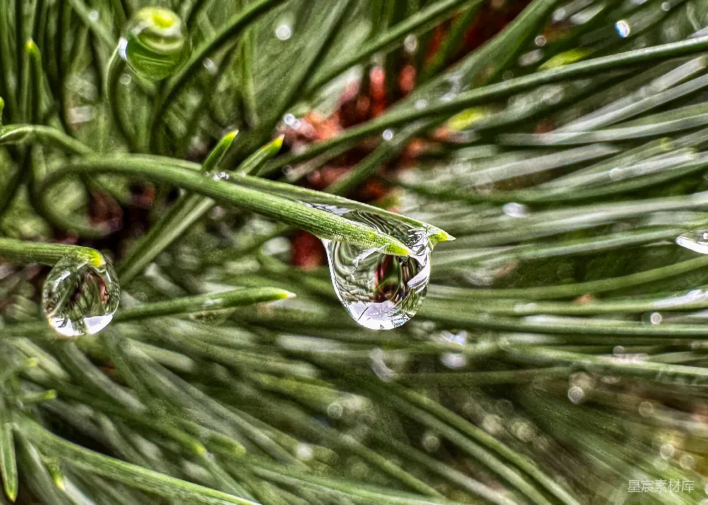 高清摄影 雨后松针上的水滴