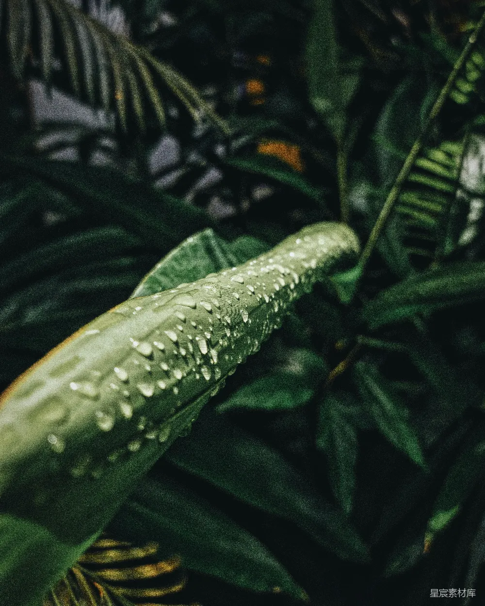 高清摄影 水中的一条绿鱼