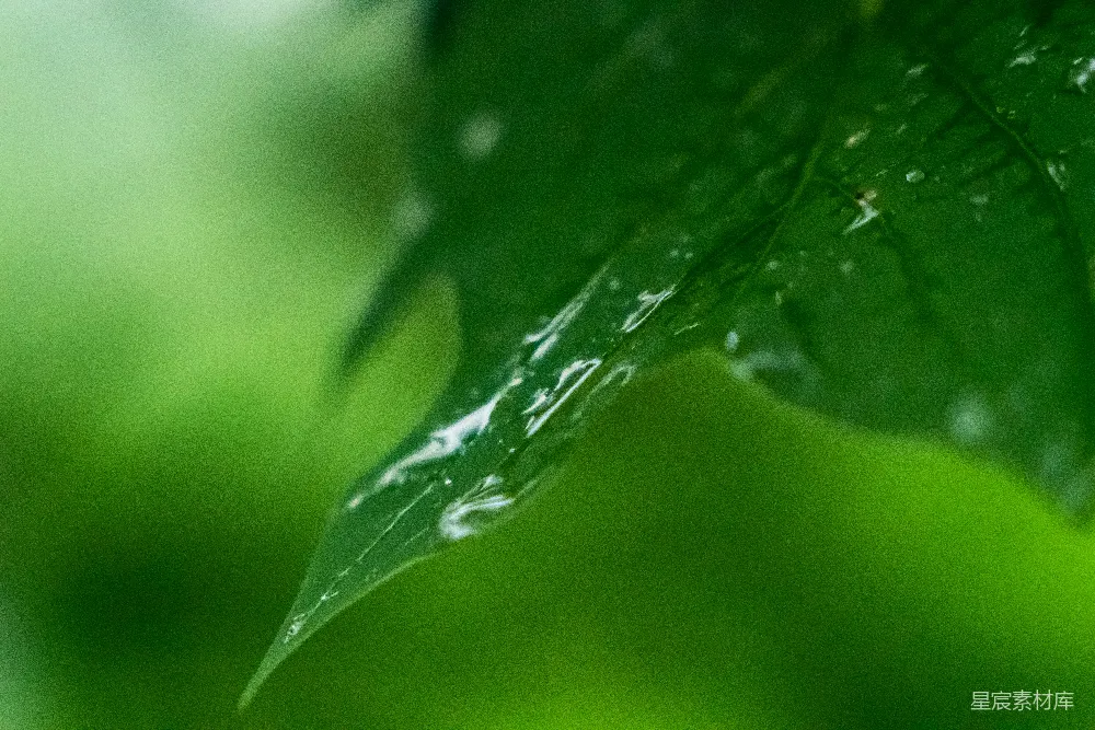 高清摄影 绿叶上挂着几滴水珠