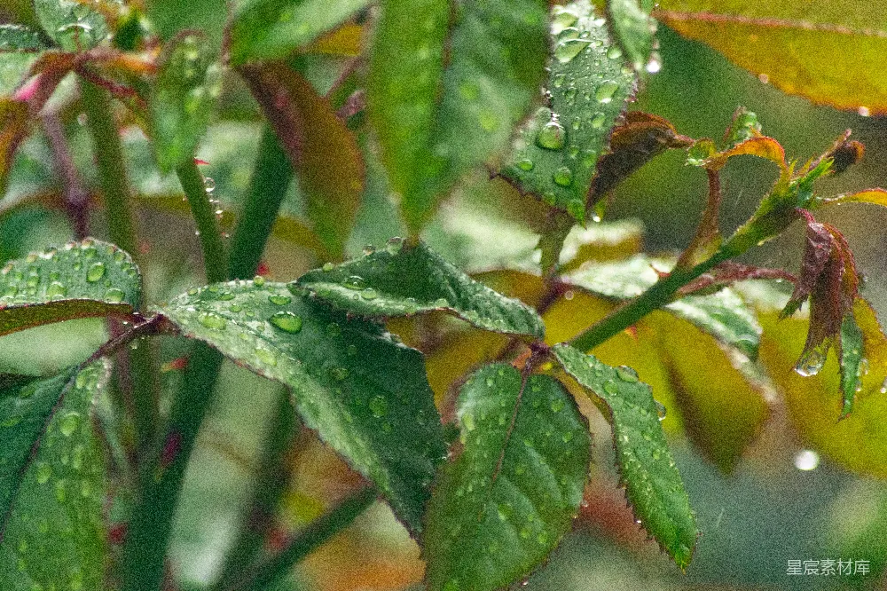 高清摄影 鲜绿的叶子上覆盖着晶莹的雨滴。