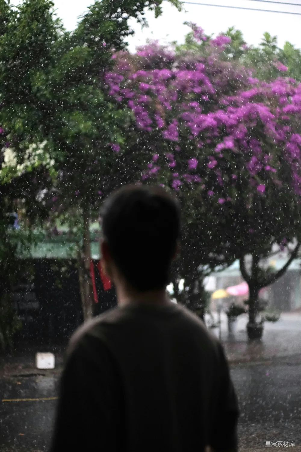 高清摄影 雨中凝视绽放的树木之人