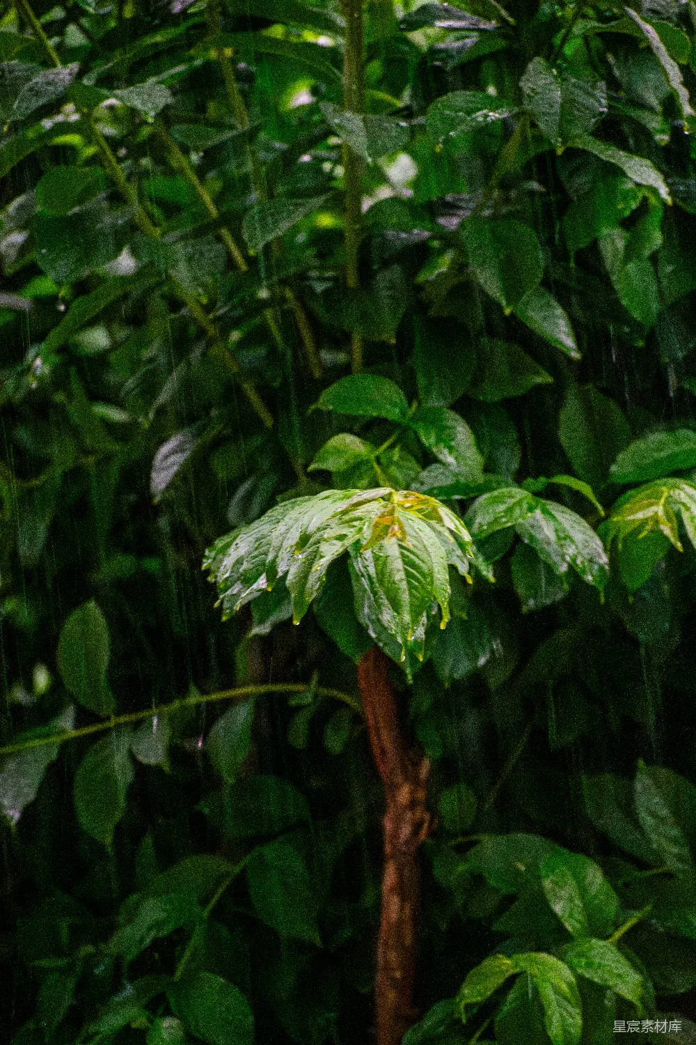 高清摄影 雨中绿叶上有水珠。