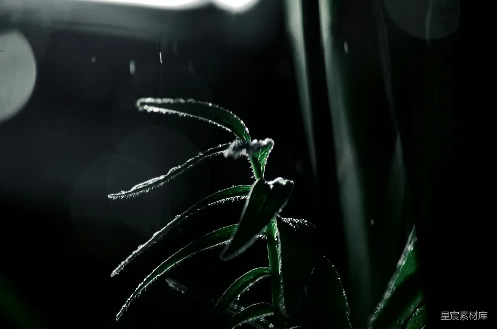 高清摄影  夜间雨珠落在绿叶上